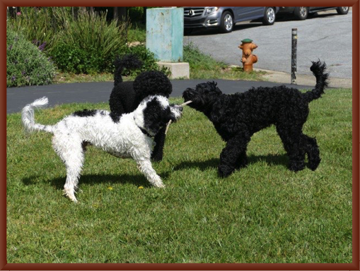 Papa Nino Referees  Tug of War:   Riley vs. Star